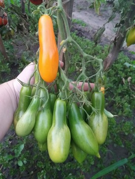 Томат Валентино