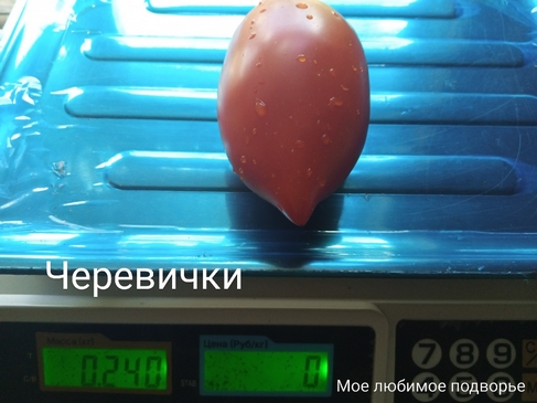 Томат Черевички