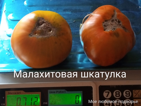 Томат Малахитовая шкатулка