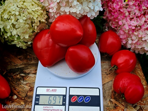 Томат Японец
