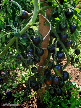 Томат Атомный виноград Бреда (Brad's Atomic Grape)