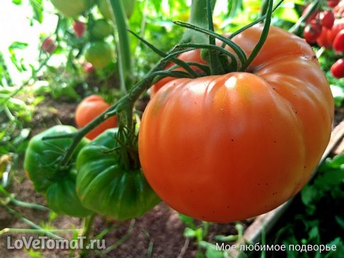 Томаты Персимон (американская хурма)
