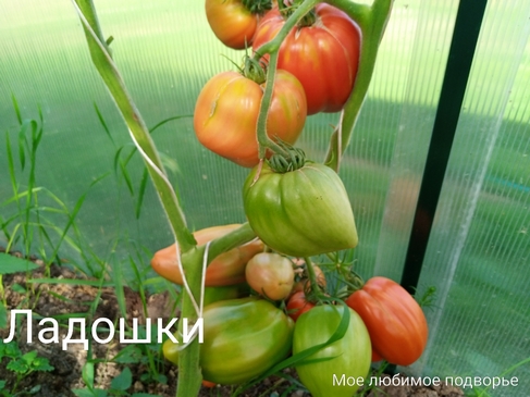 Томат Ладошки