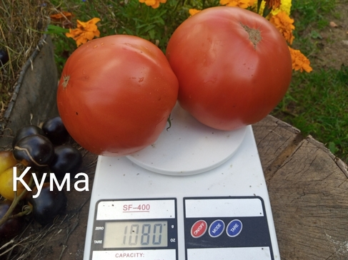 Томат Кума