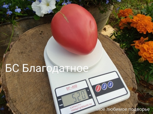 Томат Бычье сердце Благодатное