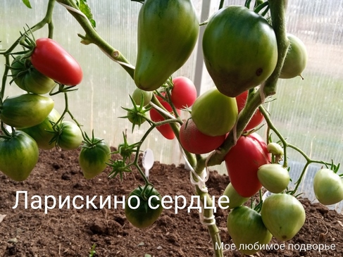 Томат Ларискино сердце