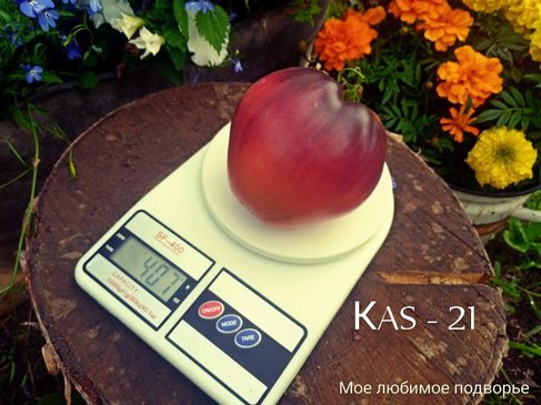 Томат КАS-21