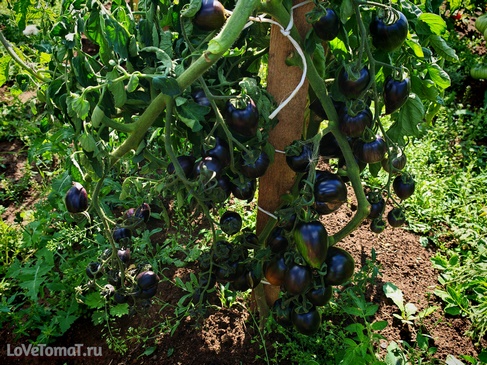 Томат Атомный виноград Бреда (Brad's Atomic Grape)