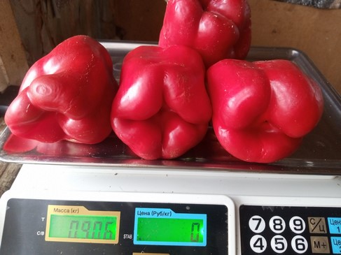 Перец Сладкий Наполеон