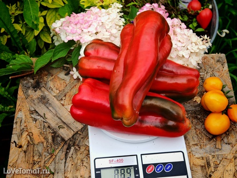Перец Японский гигант