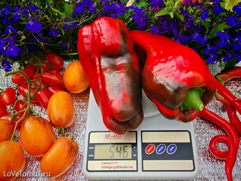 Перец Лиловый шедевр