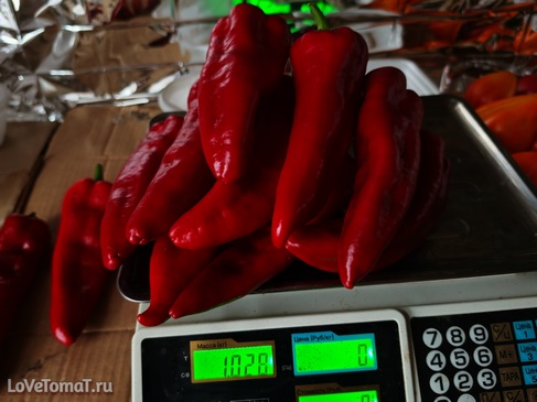 Перец Айварский