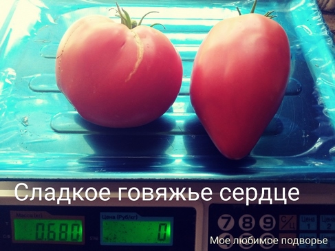 Томат Сладкое говяжье сердце