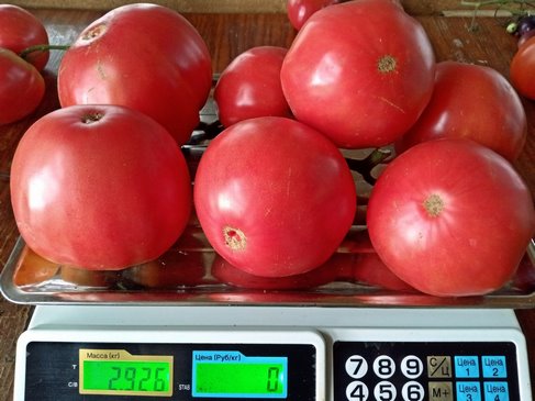 Томат Выбор Билла Фасоли