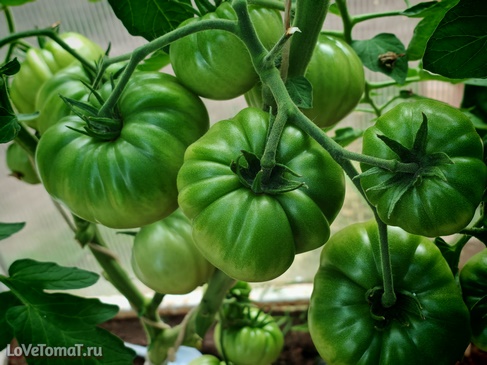 Томат Коралловый