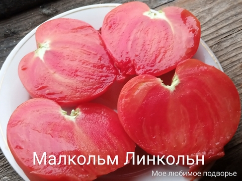 Томат Малкольм Линкольн