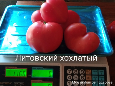 Томат Литовский хохлатый