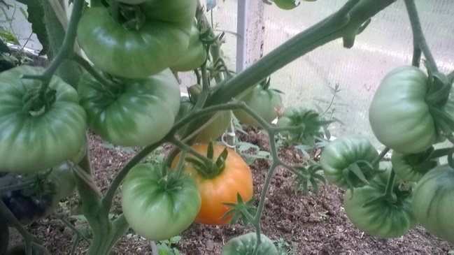 Томат Загадка природы