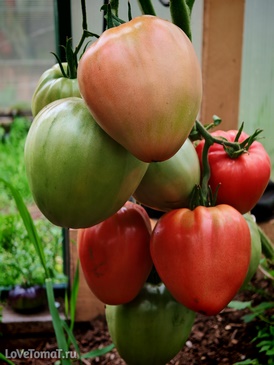 Томат Бычье сердце семьи Хиленко