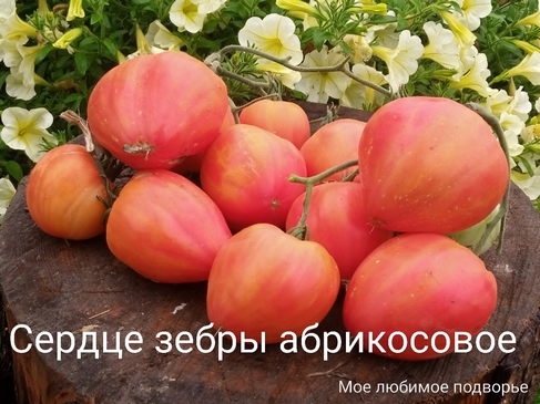 Томат Сердце зебры абрикосовое