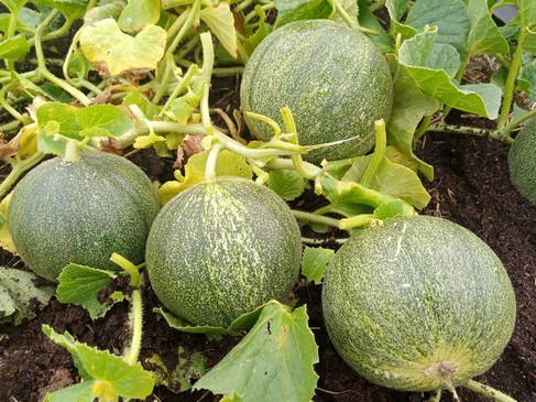 Арбузы, дыни Маленькая серая из Ренна